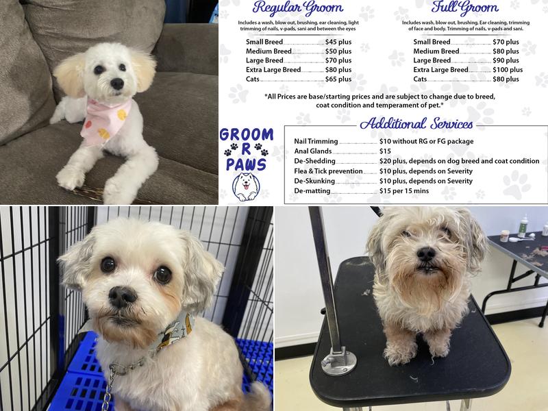 Groom R Paws
