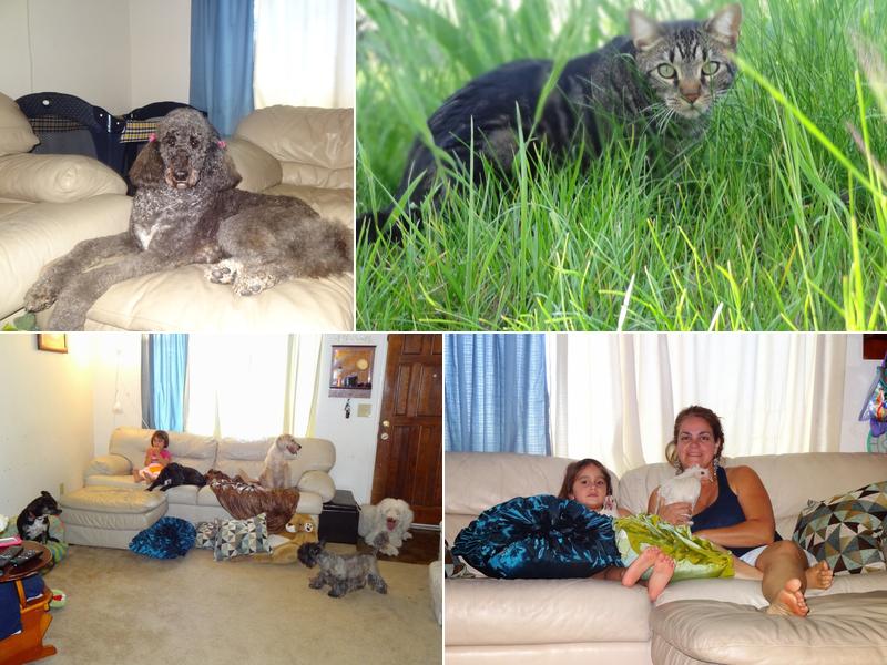 LovelyKare, Pet Services