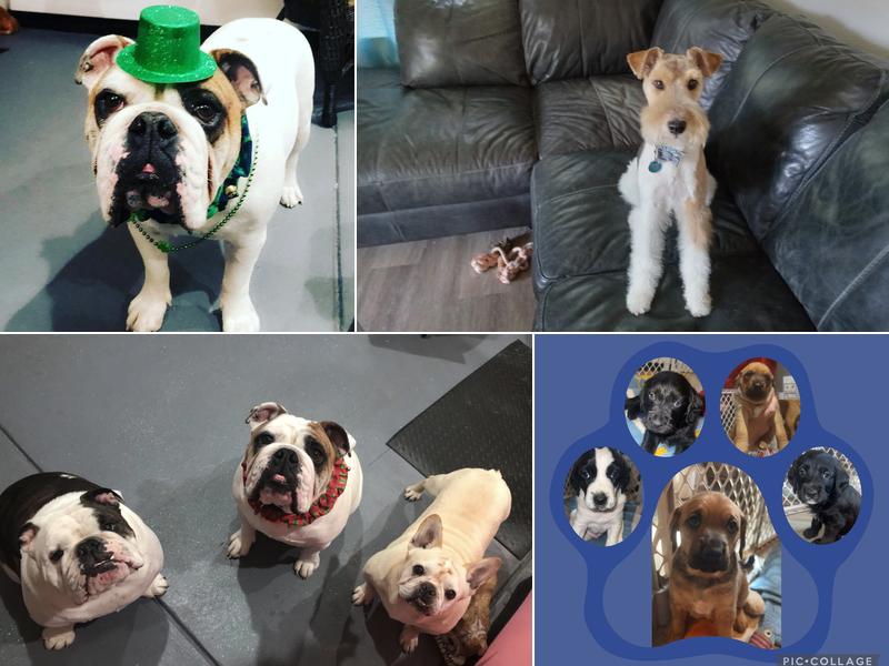 Roxy Dawg's Pet Grooming