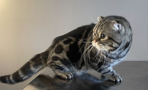 Divine Feline- Cat Exclusive Groomer 645 E Eisenhower Blvd, Loveland Colorado 80537