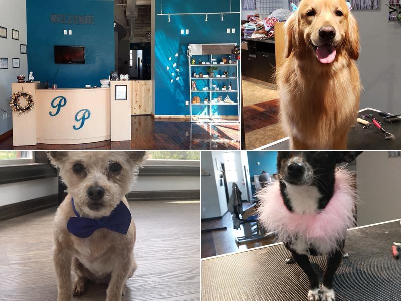 Pawsitively Purrfect LLC