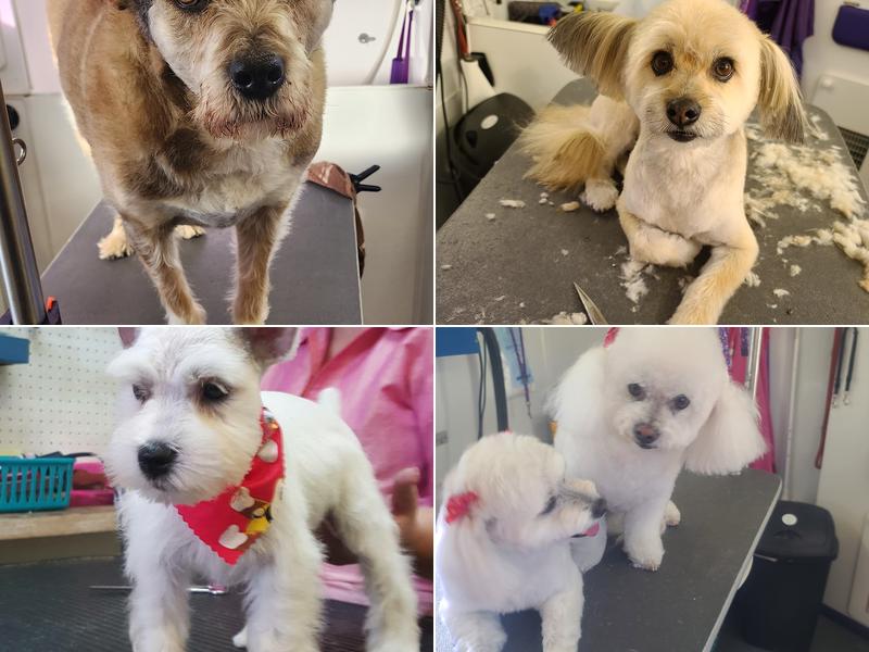 Total Pawfection Dog Grooming