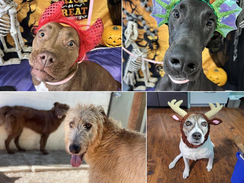 Aspen Meadows Pet Resort