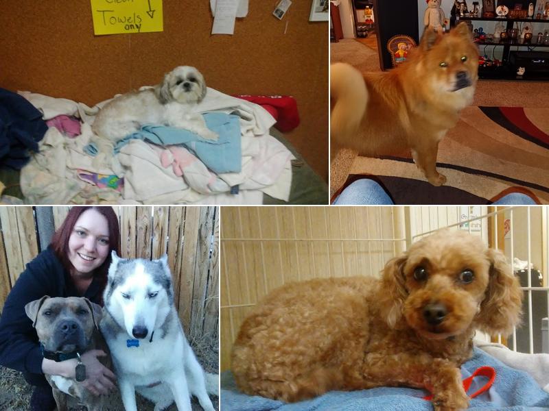 Greatful Dog Grooming