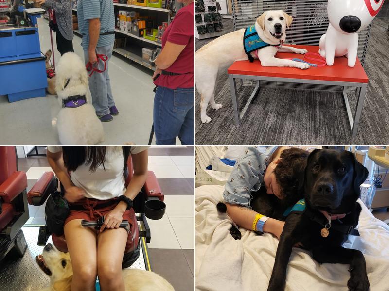 Joyful Paws Service Dogs