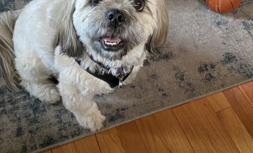 Dapper Dog Salon 847 Forest Rd, Northford Connecticut 06472