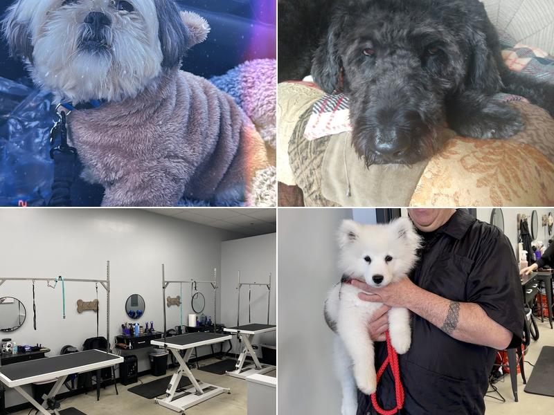 Shampooch Pet Grooming Salon