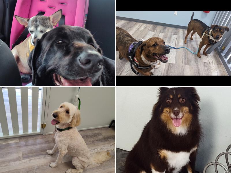 Pups & Suds Dog Grooming