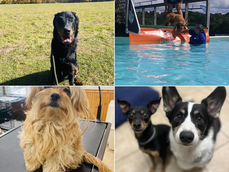 Ledgewood Boarding Kennels Ltd