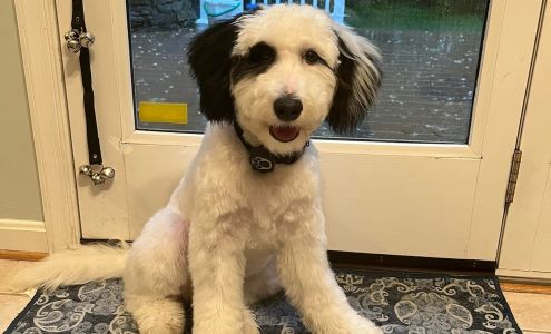 Whiskey Shears Pet Care