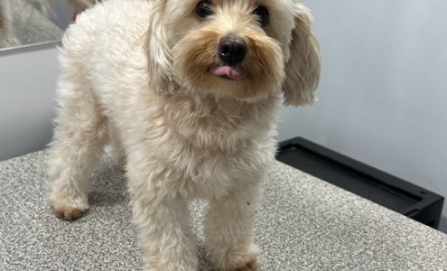 Furry Land Pet Grooming Orlando 8215 Narcoossee Park Dr, Orlando Florida 32822