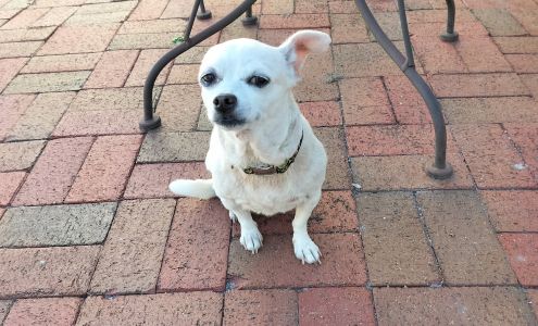 Dapper Dog House 612 Hoffner Ave, Orlando Florida 32809