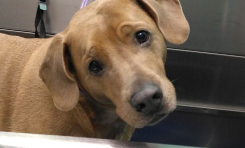 Fetch Grooming 2512 Sand Mine Rd, Davenport Florida 33897