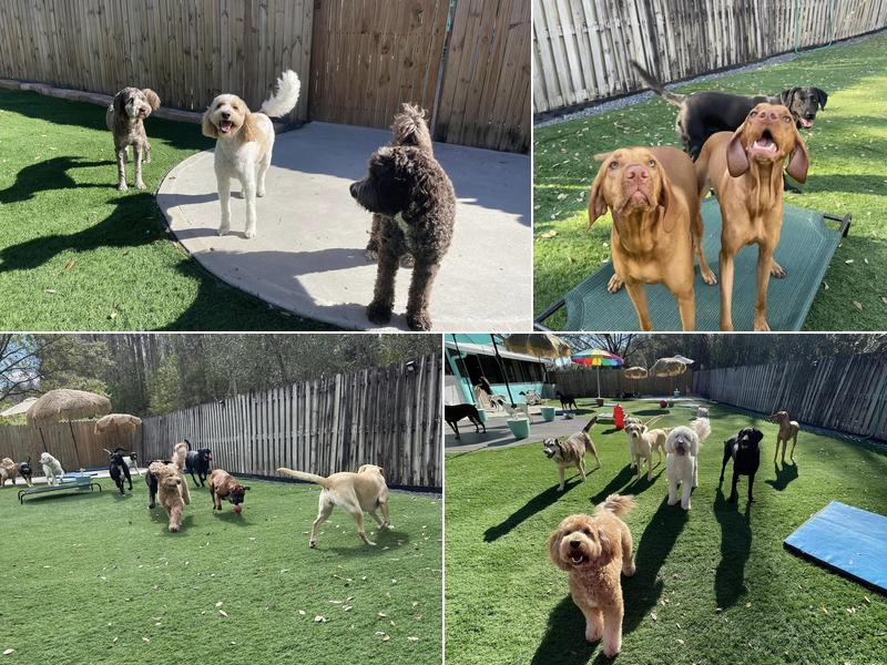 Water Bowl Oasis LLC Dog Boarding & Daycare