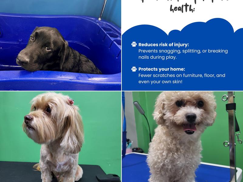 Shampooch Pet Wash & Grooming