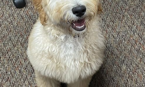 Shampooches 115 W Prosser Dr, Plant City Florida 33563