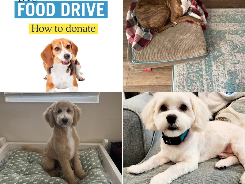 Scenthound St. Augustine