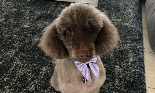 Kiki's Grooming Services LLC Maxim Pkwy, Orlando Florida 32833