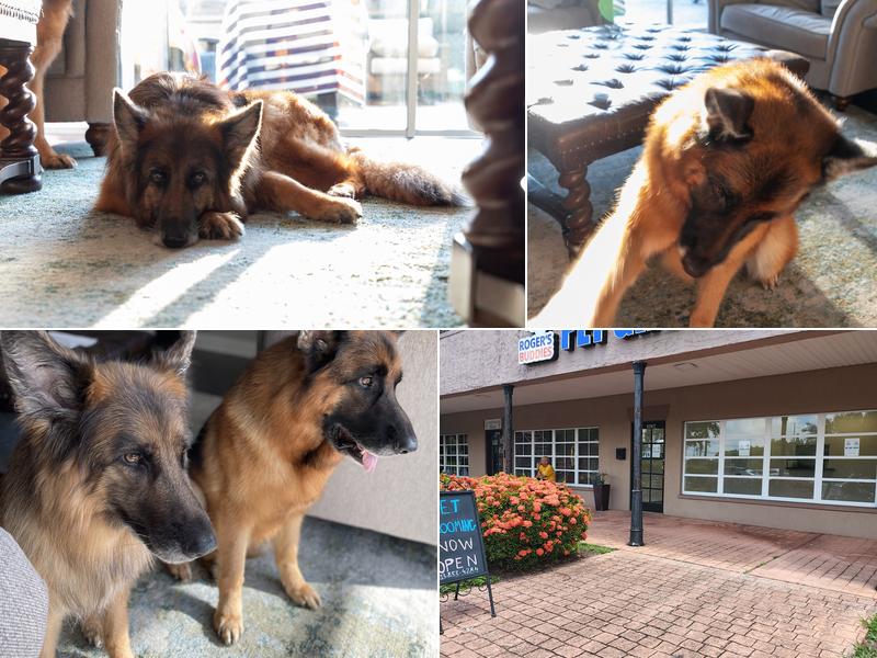 Roger's Buddies Pet Grooming