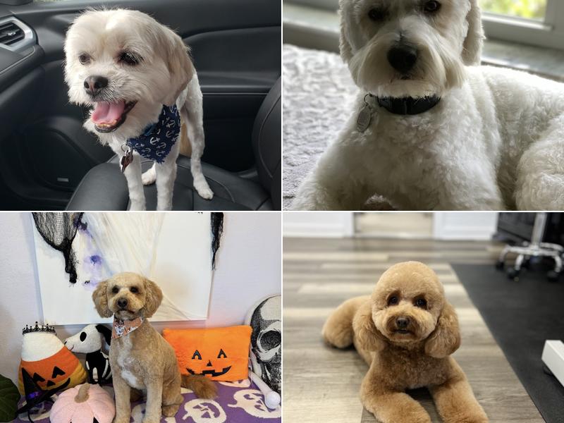 Veronica knows pet grooming