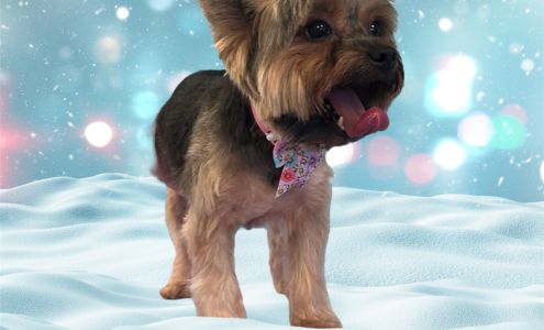 Bubbles & Cuddles Pet Grooming Spa 1764 SE Port St Lucie Blvd, Port St. Lucie Florida 34952