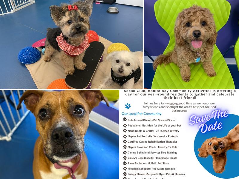 Bubbles and Biscuits Pet Spa and Social Club
