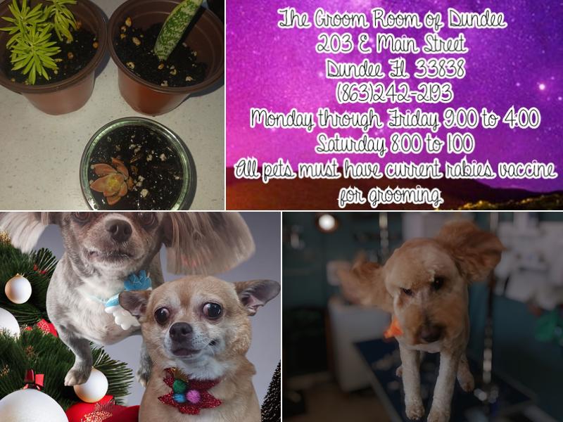 The Groom Room of Dundee