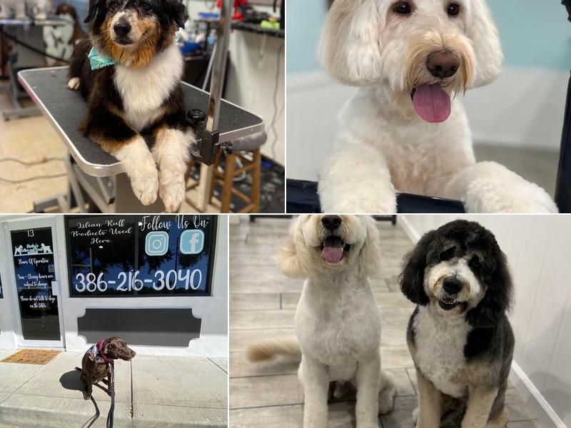 Hailey's Collar and Comb