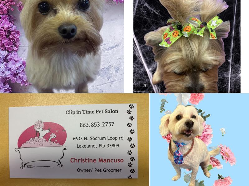Clip in Time Pet Salon