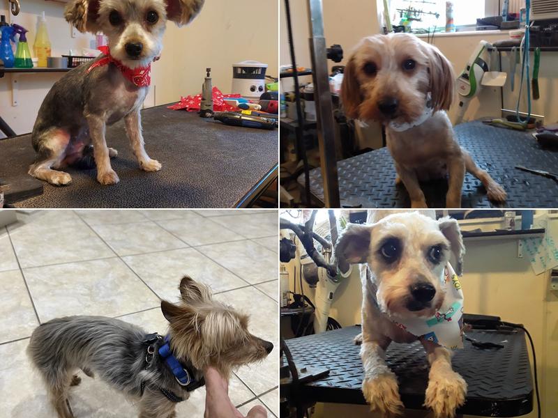 Scruff to Buff Dog Grooming