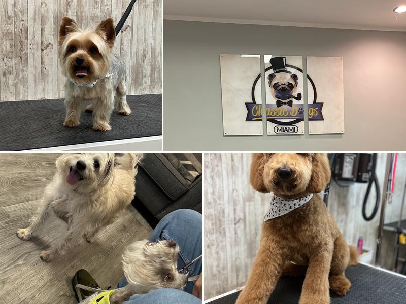 Classic Dogs Miami Mobile Grooming & Store