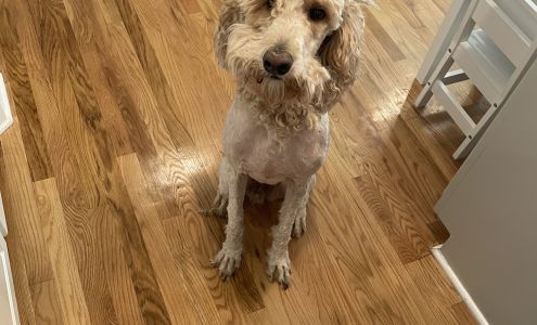 Perfect Paws Mobile Grooming & Spa