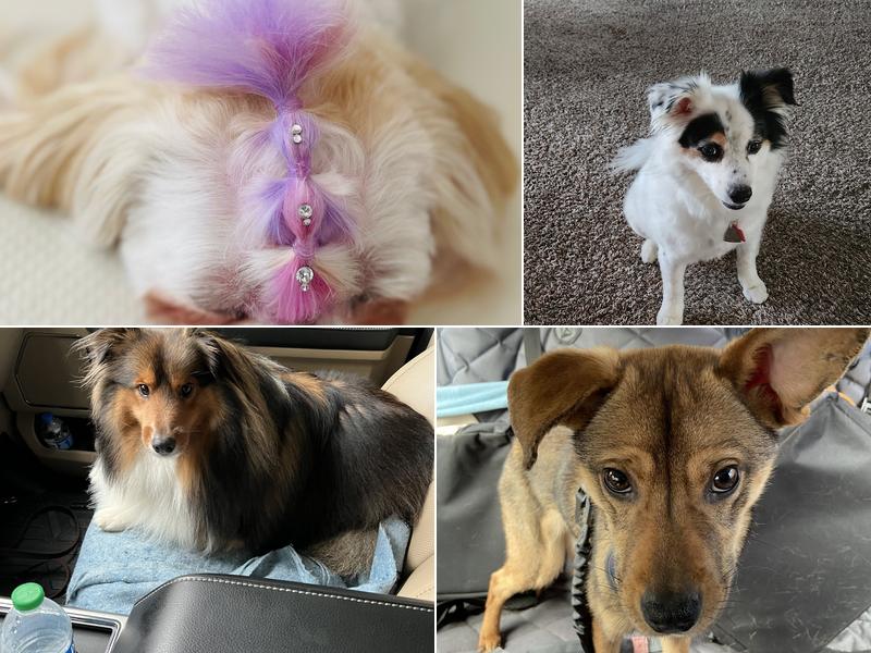 Cripps Clipps dog grooming