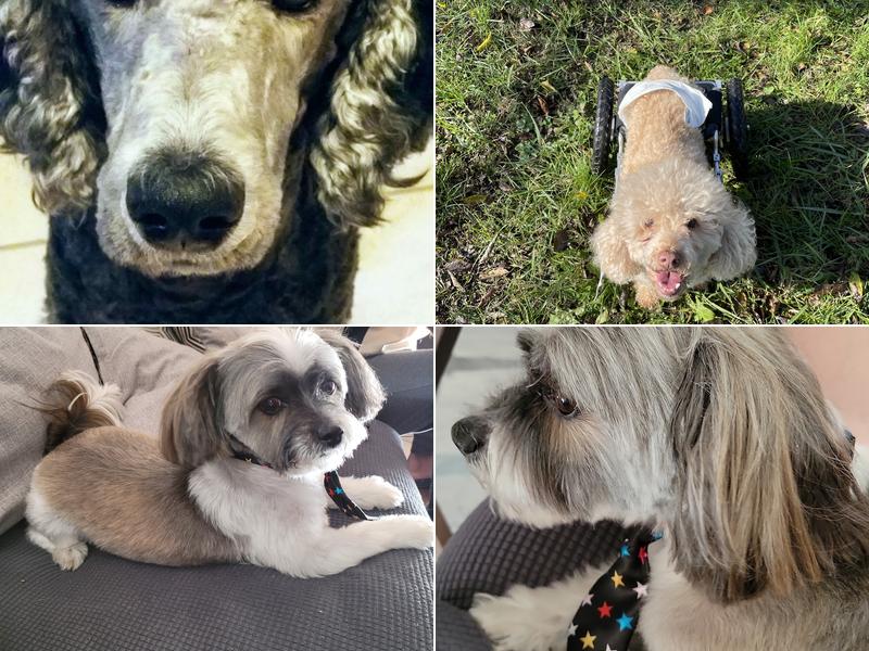 Soap Doggy Dog Mobile Grooming, LLC