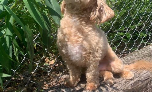 DogWoods Boarding & Grooming