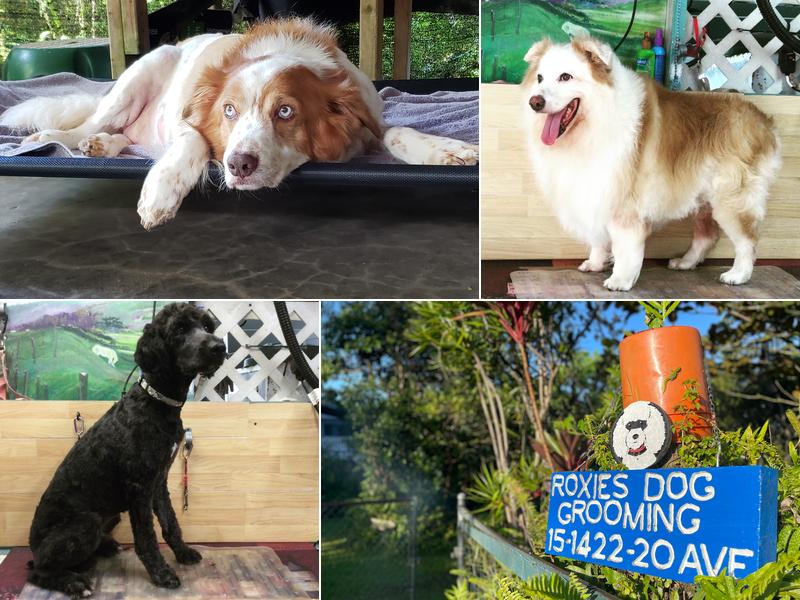 Roxie's Dog Grooming