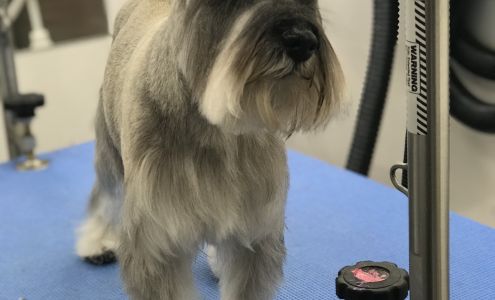 Divine Dogs Mobile Pet Grooming 12825 N 175 E, Ririe Idaho 83443