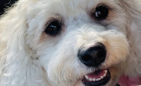 Pretty Paws Boutique 825 1st St, La Salle Illinois 61301