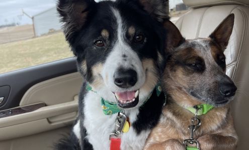 JoJo's Grooming Pawlor 1128 N 24th St, Quincy Illinois 62301