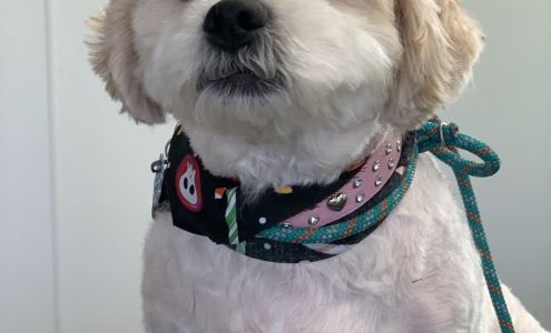 The Paw Spaw Dog Grooming