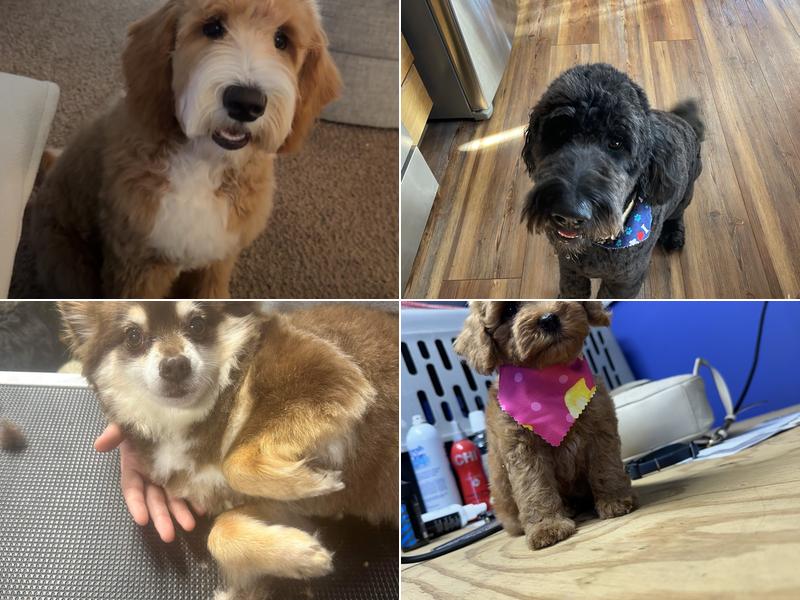 Hoosier’s doggone grooming