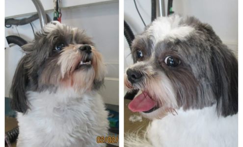 Waggin Wheels Mobile Dog Groom