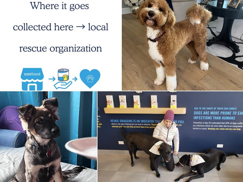 Scenthound Lake Zurich