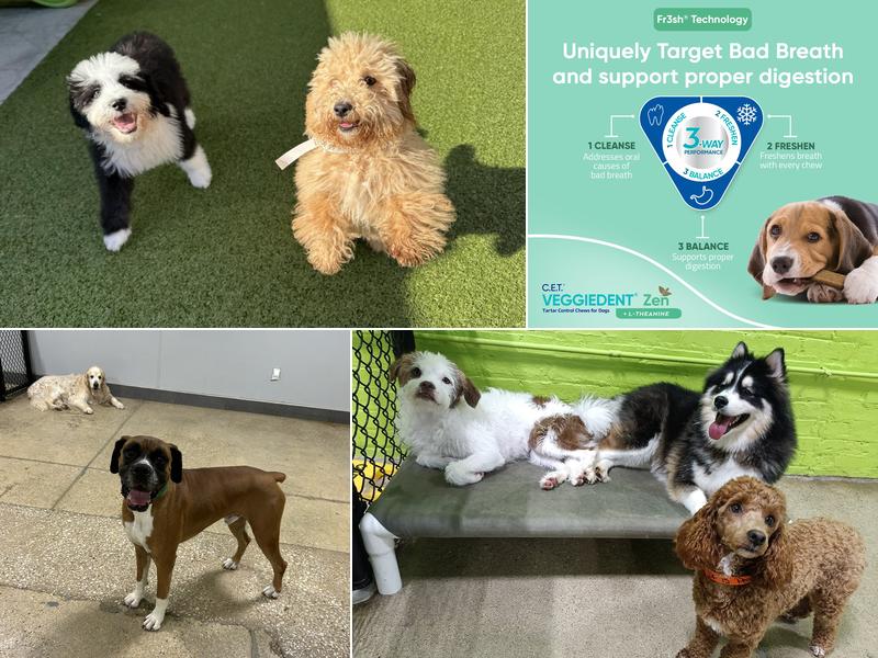 PetSuites Naperville