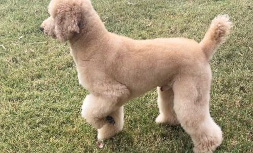 Barks N Bubbles Paducah 3588 Lone Oak Rd, Paducah Kentucky 42003