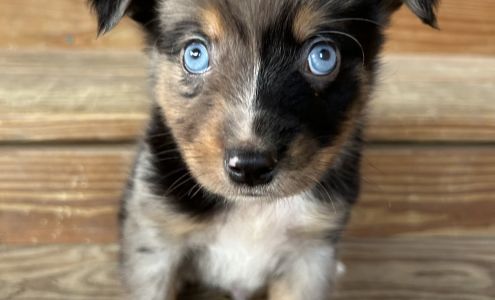 Pebble Creek Kennels