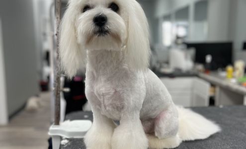 Studio K-9 2990 E 3rd St, Bloomington Indiana 47401