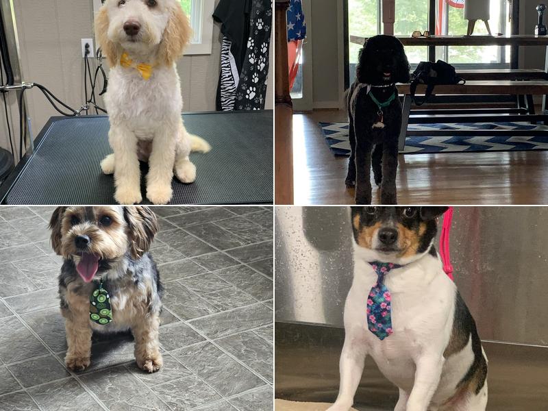 Sami’s Shags N Wags