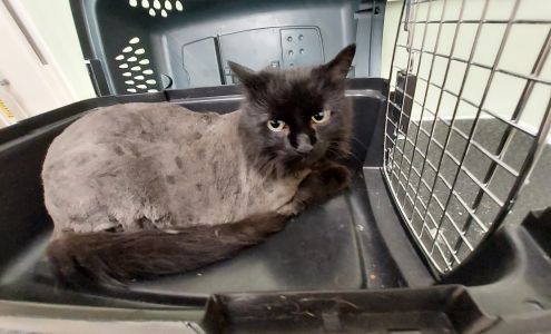 Irish Touch Pet Grooming