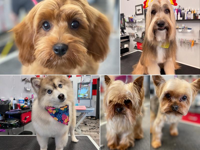 Ruff-N-Roll Fur Studio